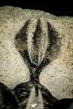 30519 - Well preserved 1.72 Inch Walliserops trifurcatus Middle Devonian Trilobite