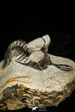 30519 - Well preserved 1.72 Inch Walliserops trifurcatus Middle Devonian Trilobite