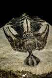 30519 - Well preserved 1.72 Inch Walliserops trifurcatus Middle Devonian Trilobite