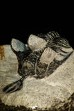30519 - Well preserved 1.72 Inch Walliserops trifurcatus Middle Devonian Trilobite