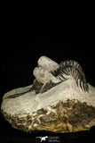30519 - Well preserved 1.72 Inch Walliserops trifurcatus Middle Devonian Trilobite