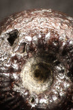 07534 - Beautiful Pyritized 0.49 Inch Olcostephanus sp Lower Cretaceous Ammonites