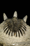 30519 - Well preserved 1.72 Inch Walliserops trifurcatus Middle Devonian Trilobite