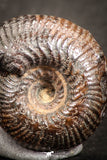 07535 - Astonishing Pyritized 0.63 Inch Olcostephanus sp Lower Cretaceous Ammonites