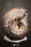07535 - Astonishing Pyritized 0.63 Inch Olcostephanus sp Lower Cretaceous Ammonites