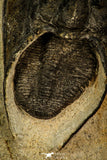 30520 - Well Preserved 2.03 Inch Harpes perradiatus Lower Devonian Trilobite