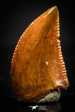 20404 - Well Preserved 0.44 Inch Dromaeosaur Raptor Tooth Cretaceous KemKem Beds