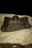 30520 - Well Preserved 2.03 Inch Harpes perradiatus Lower Devonian Trilobite