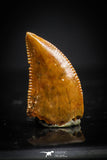 20404 - Well Preserved 0.44 Inch Dromaeosaur Raptor Tooth Cretaceous KemKem Beds
