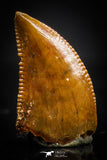 20404 - Well Preserved 0.44 Inch Dromaeosaur Raptor Tooth Cretaceous KemKem Beds