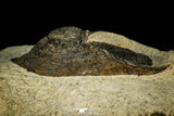 30520 - Well Preserved 2.03 Inch Harpes perradiatus Lower Devonian Trilobite