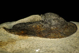 30520 - Well Preserved 2.03 Inch Harpes perradiatus Lower Devonian Trilobite