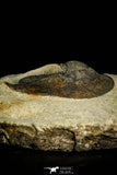 30520 - Well Preserved 2.03 Inch Harpes perradiatus Lower Devonian Trilobite
