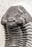 07536 - Top Quality 2.31 Inch Paralejurus spatuliformis Devonian Trilobite