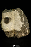 30521 - Beautiful Lichid Trilobite 0.56 Inch Acanthopyge (Lobopyge) bassei Lower Devonian