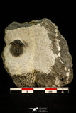 30521 - Beautiful Lichid Trilobite 0.56 Inch Acanthopyge (Lobopyge) bassei Lower Devonian