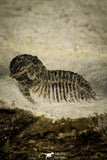 30521 - Beautiful Lichid Trilobite 0.56 Inch Acanthopyge (Lobopyge) bassei Lower Devonian