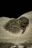 30521 - Beautiful Lichid Trilobite 0.56 Inch Acanthopyge (Lobopyge) bassei Lower Devonian