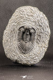 07537 - Top Quality 1.72 Inch Platyscutellum sp Lower Devonian Trilobite