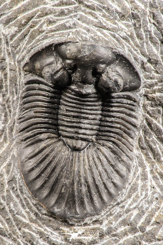 07537 - Top Quality 1.72 Inch Platyscutellum sp Lower Devonian Trilobite