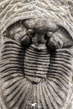 07537 - Top Quality 1.72 Inch Platyscutellum sp Lower Devonian Trilobite