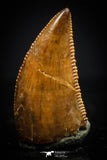20407 - Well Preserved 0.48 Inch Dromaeosaur Raptor Tooth Cretaceous KemKem Beds
