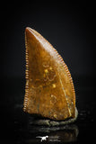20407 - Well Preserved 0.48 Inch Dromaeosaur Raptor Tooth Cretaceous KemKem Beds