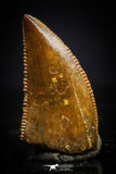 20407 - Well Preserved 0.48 Inch Dromaeosaur Raptor Tooth Cretaceous KemKem Beds