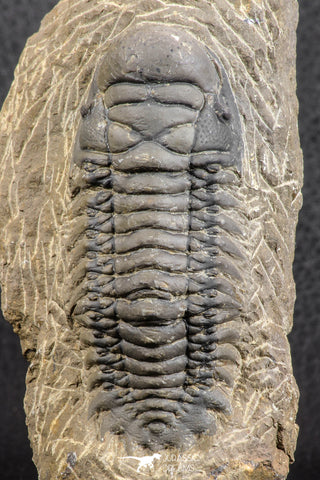 07538 - Astonishing 2.85 Inch Crotalocephalina (Crotalocephalus) gibbus Lower Devonian Trilobite