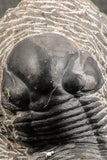 07539 - Nicely Prepared 2.53 Inch Paralejurus spatuliformis Devonian Trilobite
