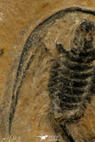 30523 - Top Rare 0.86 Inch Zacanthoides typicalis Middle Cambrian Trilobite - Nevada USA