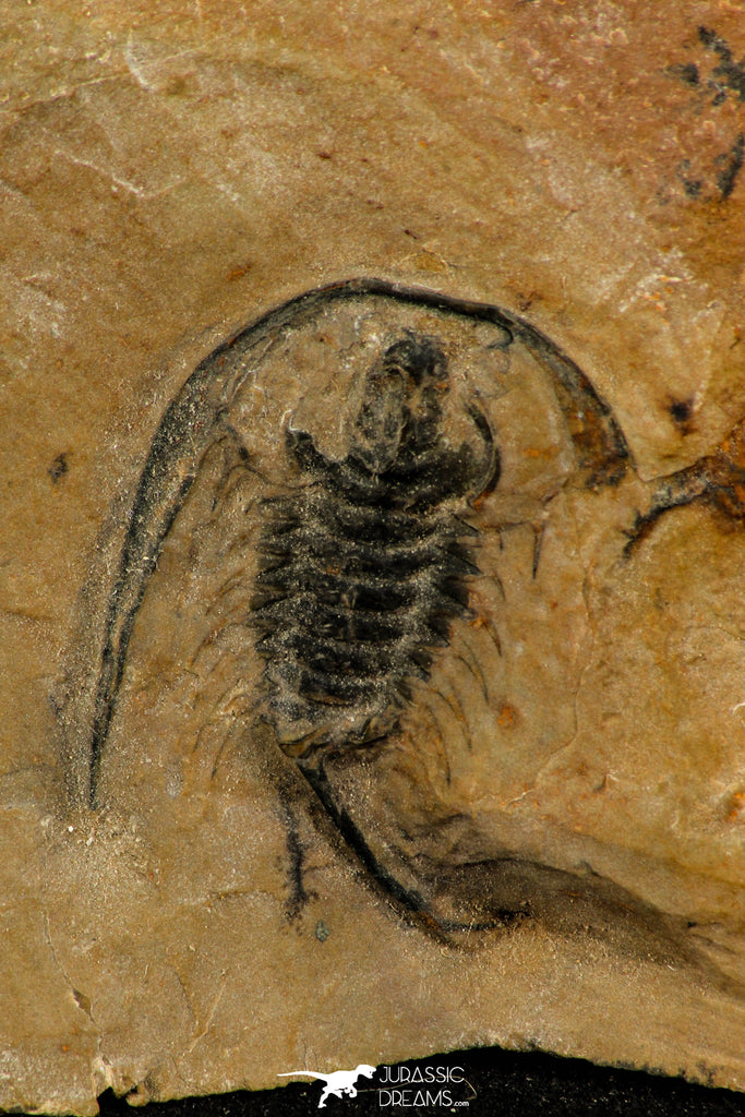 30523 - Top Rare 0.86 Inch Zacanthoides typicalis Middle Cambrian Trilobite - Nevada USA