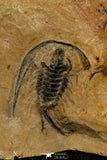 30523 - Top Rare 0.86 Inch Zacanthoides typicalis Middle Cambrian Trilobite - Nevada USA