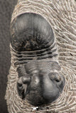 07539 - Nicely Prepared 2.53 Inch Paralejurus spatuliformis Devonian Trilobite