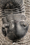 07539 - Nicely Prepared 2.53 Inch Paralejurus spatuliformis Devonian Trilobite