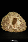 30524 - Well Preserved 1.41 Inch Bavarilla sp Lower Ordovician Trilobite Fezouata Fm