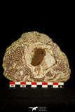 30524 - Well Preserved 1.41 Inch Bavarilla sp Lower Ordovician Trilobite Fezouata Fm