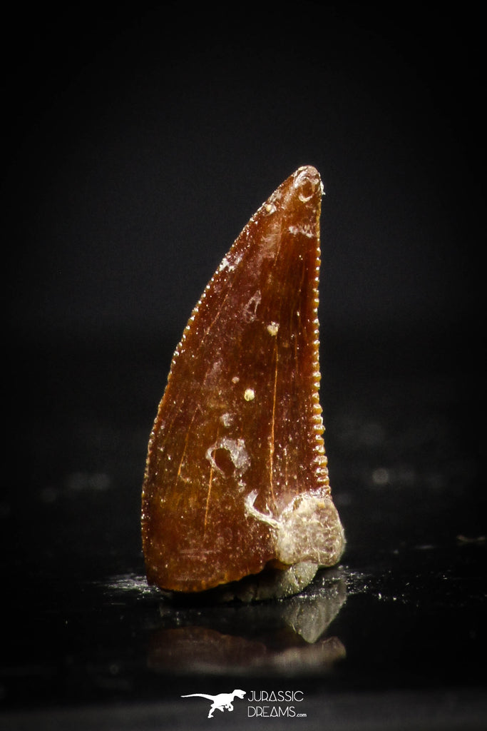 20410 - Top Beautiful 0.40 Inch Serrated Abelisaur Dinosaur Tooth Cretaceous KemKem Beds