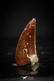 20410 - Top Beautiful 0.40 Inch Serrated Abelisaur Dinosaur Tooth Cretaceous KemKem Beds