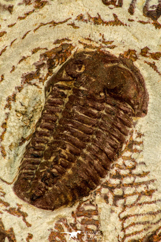 30524 - Well Preserved 1.41 Inch Bavarilla sp Lower Ordovician Trilobite Fezouata Fm