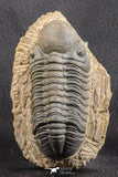 07540 - Top Rare Detailed 3.02 Inch Reedops sp Lower Devonian Trilobite