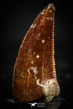20410 - Top Beautiful 0.40 Inch Serrated Abelisaur Dinosaur Tooth Cretaceous KemKem Beds