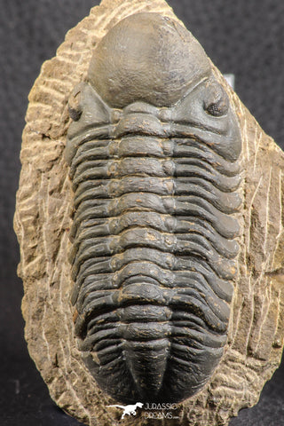 07540 - Top Rare Detailed 3.02 Inch Reedops sp Lower Devonian Trilobite