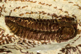 30524 - Well Preserved 1.41 Inch Bavarilla sp Lower Ordovician Trilobite Fezouata Fm