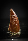20410 - Top Beautiful 0.40 Inch Serrated Abelisaur Dinosaur Tooth Cretaceous KemKem Beds