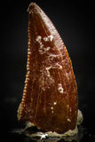 20410 - Top Beautiful 0.40 Inch Serrated Abelisaur Dinosaur Tooth Cretaceous KemKem Beds