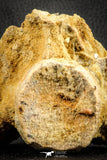07541 - Top Rare 3.51 Inch Palaeonotopterus greenwoodi Cretaceous Fish Skull Bone KemKem Beds