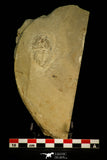 30525 - Top Rare 1.44 Inch Olenellus chiefensis Lower Cambrian Trilobite - Nevada USA