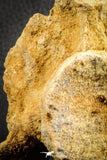 07541 - Top Rare 3.51 Inch Palaeonotopterus greenwoodi Cretaceous Fish Skull Bone KemKem Beds