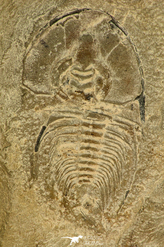 30525 - Top Rare 1.44 Inch Olenellus chiefensis Lower Cambrian Trilobite - Nevada USA